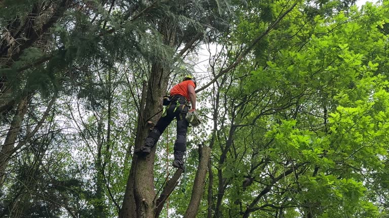 How Our Tree Care Process Works  in California Polytechnic State University, CA